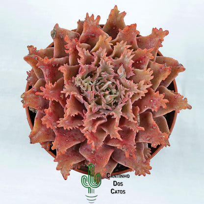 Graptoveria Starfire
