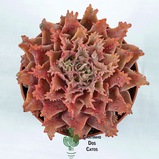 Graptoveria Starfire