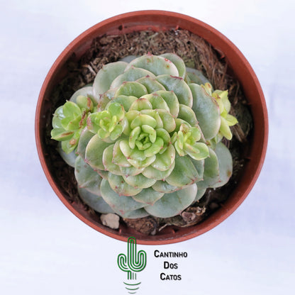 Sedeveria ‘Rolly’ Variegata