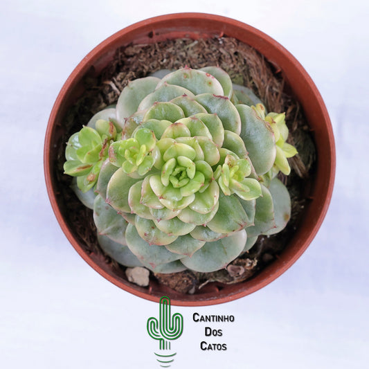 Sedeveria ‘Rolly’ Variegata