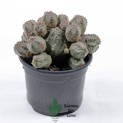 Euphorbia Pseudoglobosa