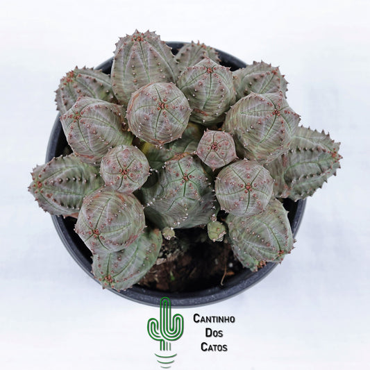 Euphorbia Pseudoglobosa