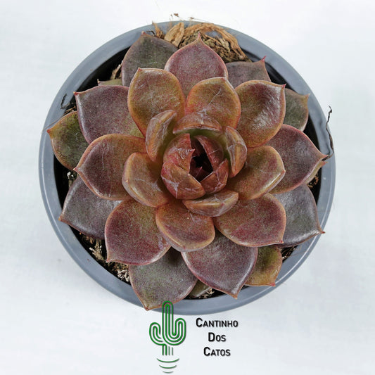 Echeveria Chocolate Mousse