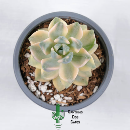 Graptoveria Titubans Variegata