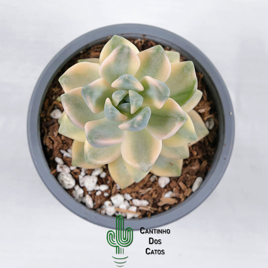 Graptoveria Titubans Variegata