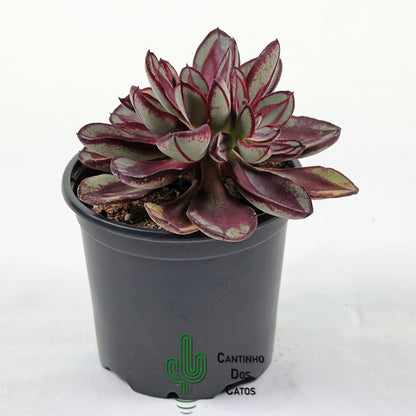 Echeveria Benitsukasa