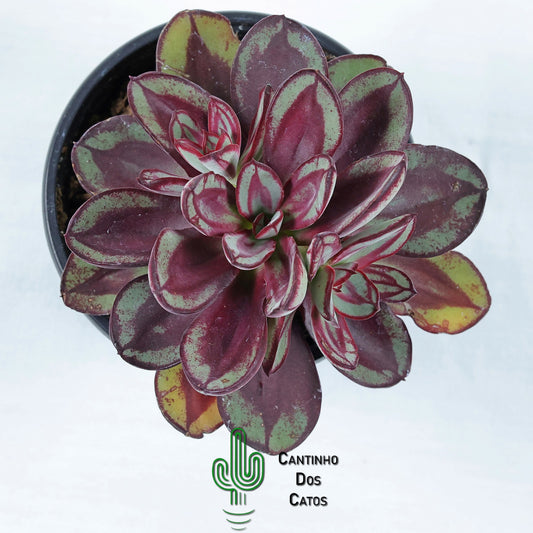 Echeveria Benitsukasa
