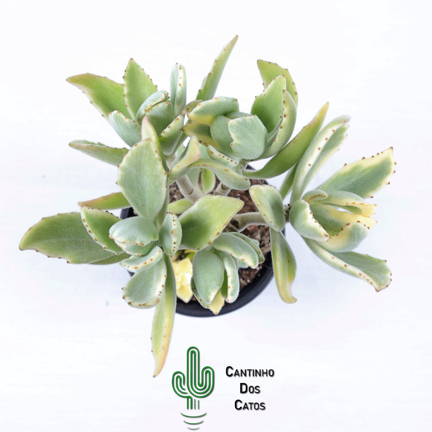 Kalanchoe Tomentosa vs Kalanchoe Dinklagei Variegata