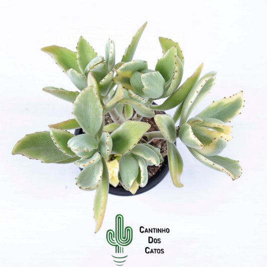 Kalanchoe Tomentosa vs Kalanchoe Dinklagei Variegata
