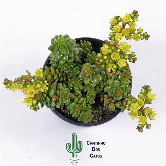 Cremnosedum 'Little Gem'