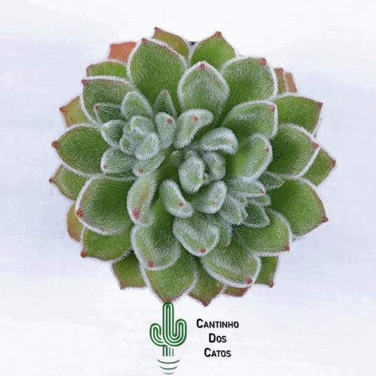 Echeveria Pulvitana Frosty