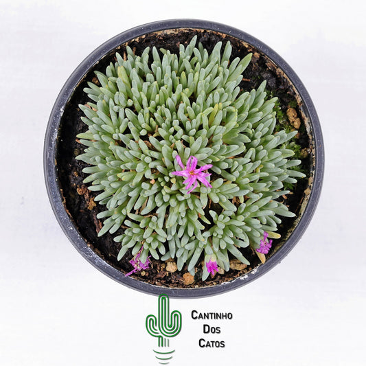 Delosperma Sphalmanthoides