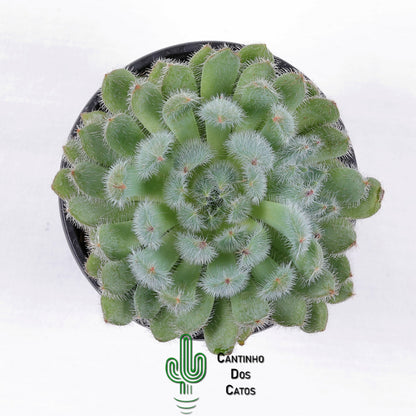 Echeveria ‘Setosa’ var. Minor
