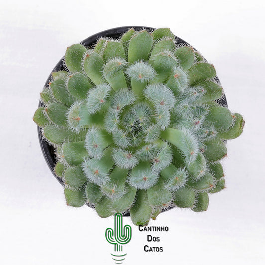 Echeveria ‘Setosa’ var. Minor