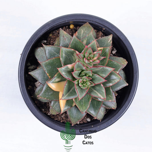 Echeveria Monocerotis Variegata