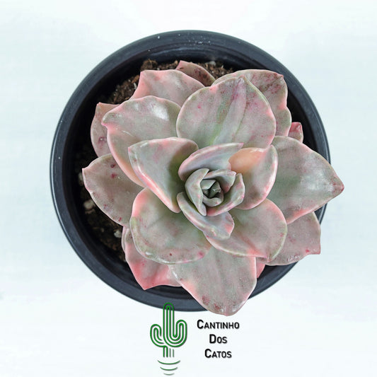 Graptoveria Bainesii