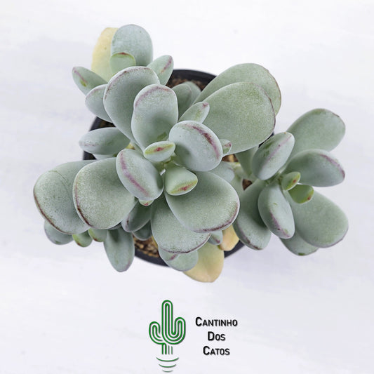 Cotyledon Orbiculata Higginsiae