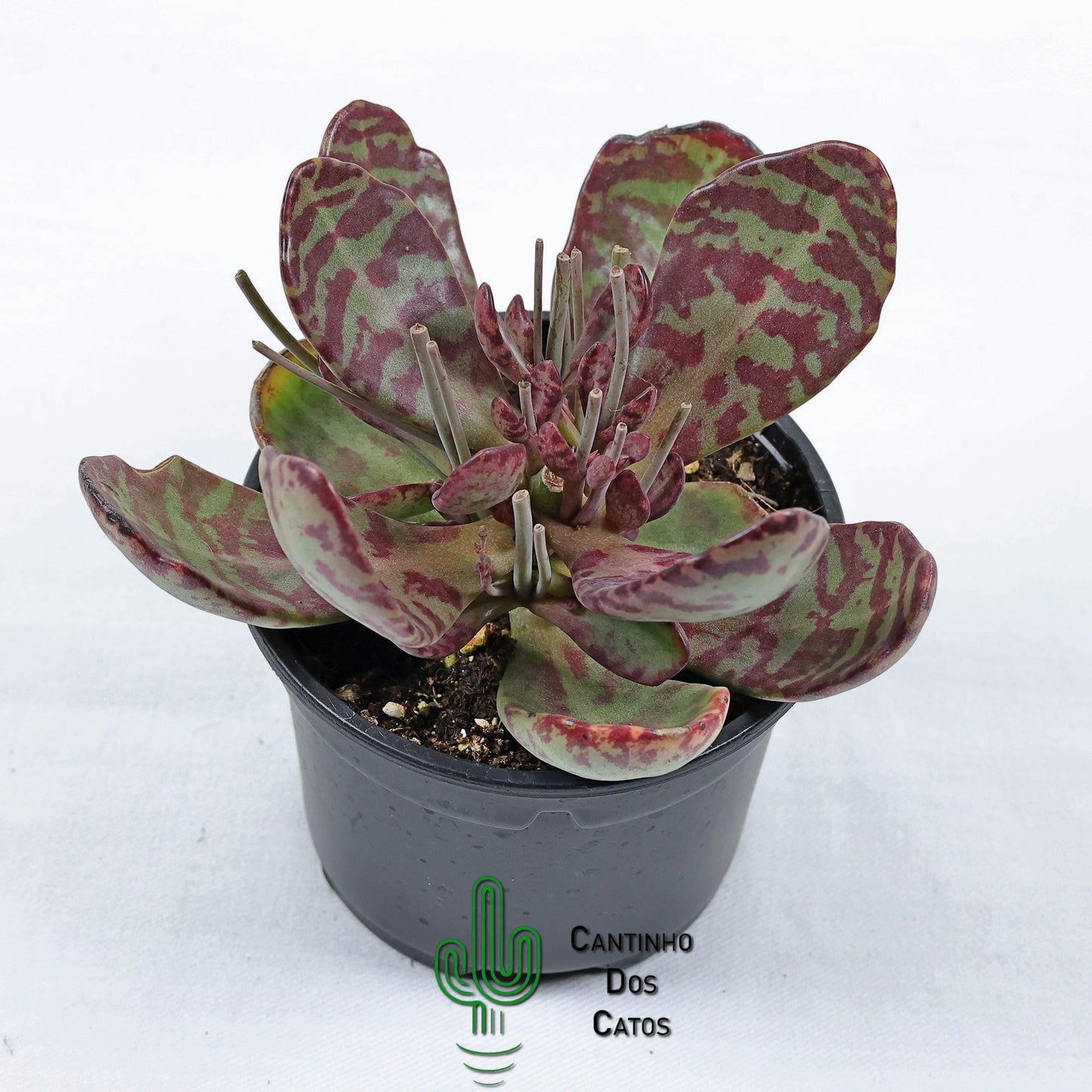 Kalanchoe Humilis