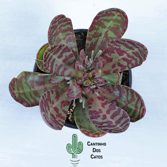 Kalanchoe Humilis