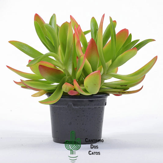 Crassula Capitella Campfire
