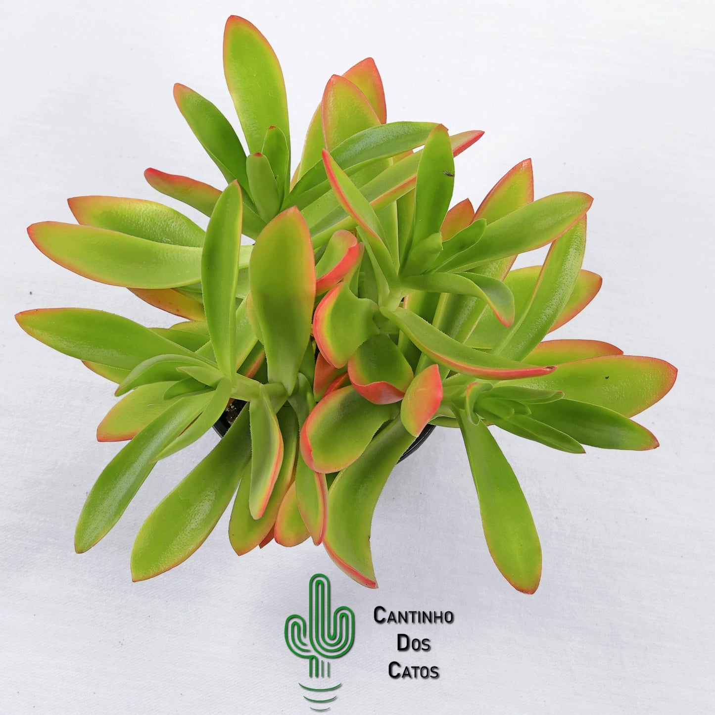 Crassula Capitella Campfire