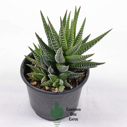 Haworthia Super Fasciata