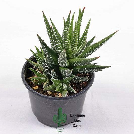Haworthia Super Fasciata