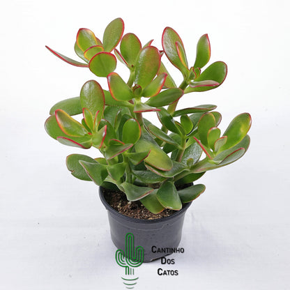 Crassula Portulacea Tricolor
