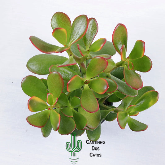 Crassula Portulacea Tricolor
