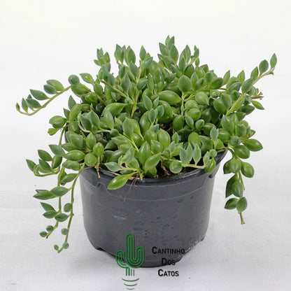 Senecio Herreianus "Colar de Azeitona"