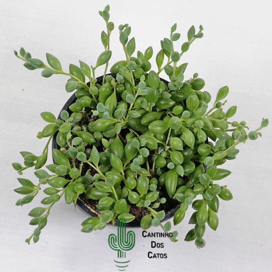 Senecio Herreianus "Colar de Azeitona"