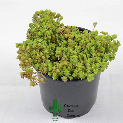 Sedum Acre "Yellow Queen"