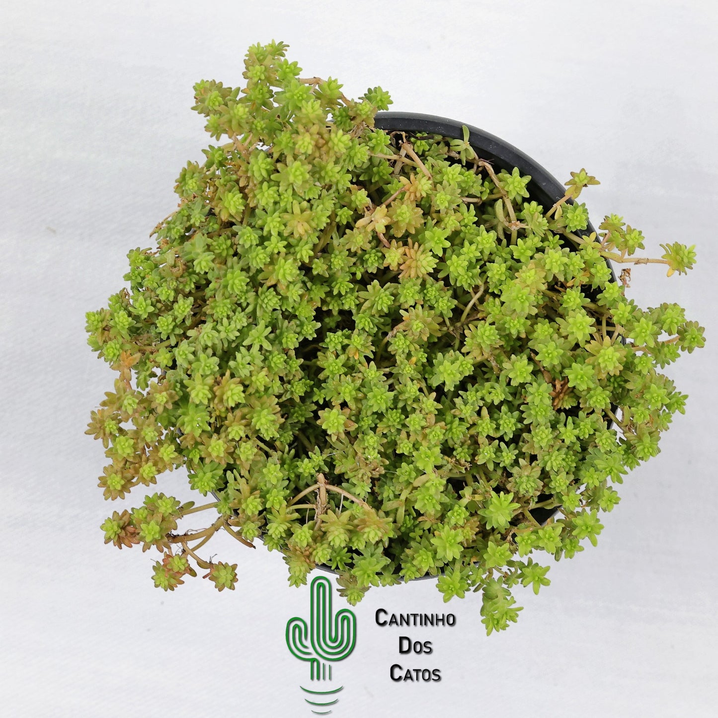 Sedum Acre "Yellow Queen"