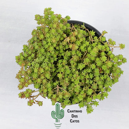 Sedum Acre "Yellow Queen"