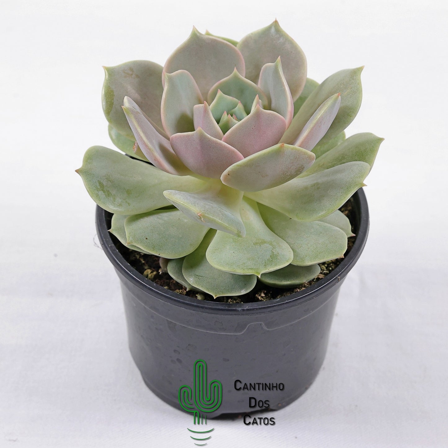 Echeveria Lola