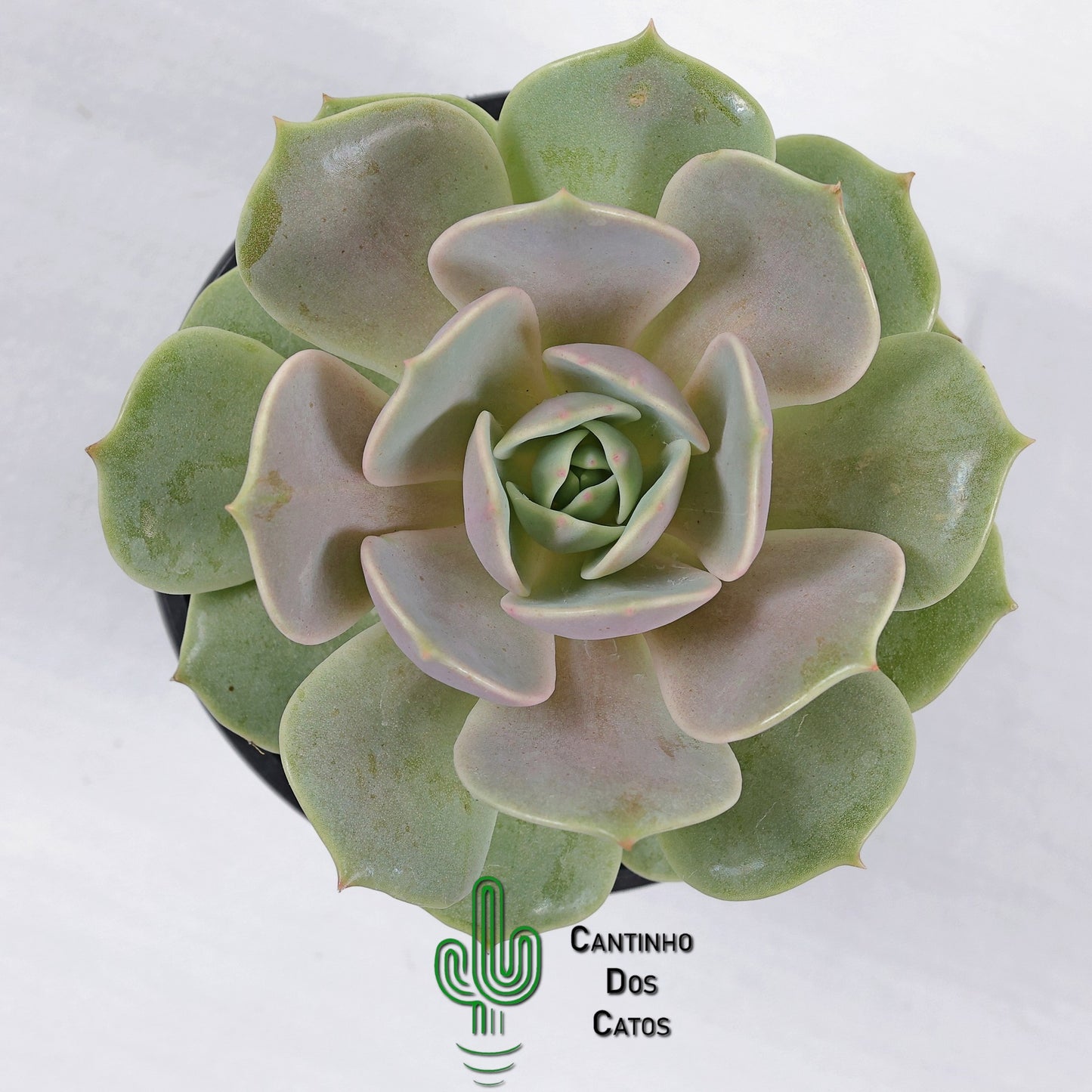 Echeveria Lola