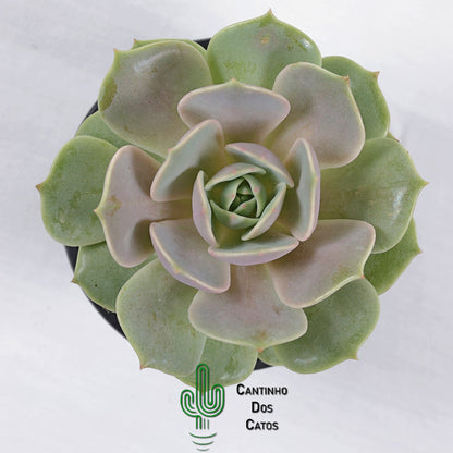 Echeveria Lola