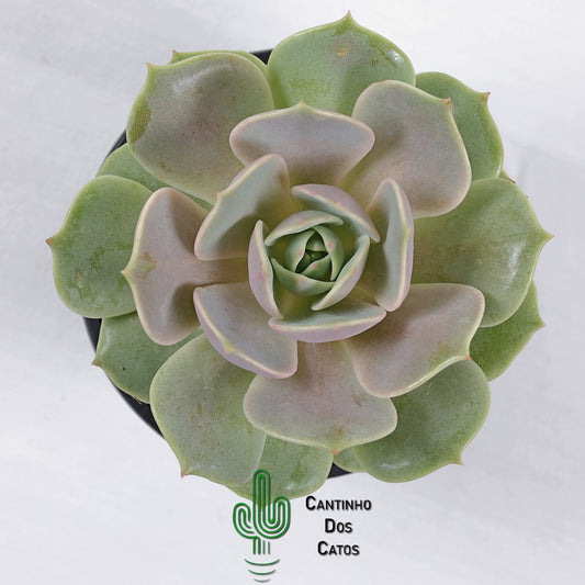 Echeveria Lola