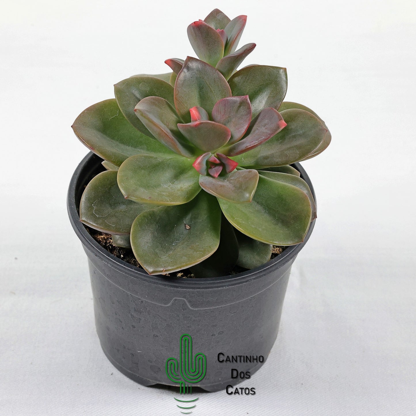 Echevaria Chroma