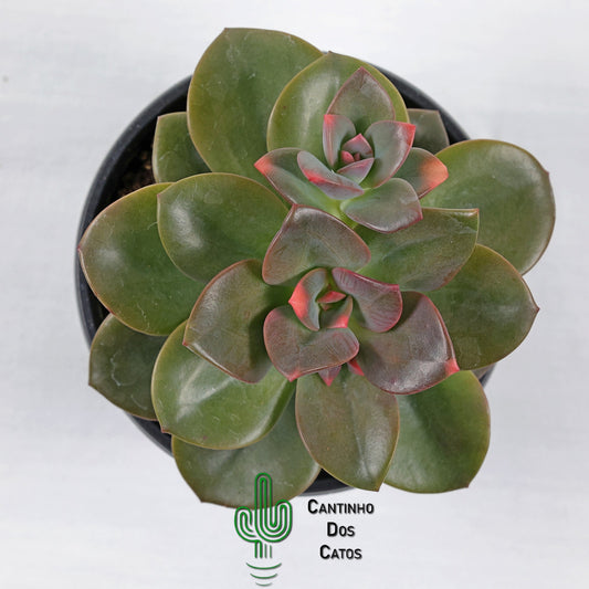 Echevaria Chroma