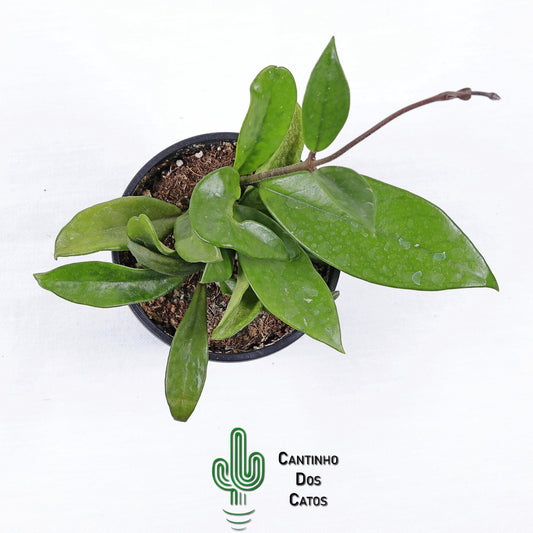 Hoya Carnosa (Flor De Cera)