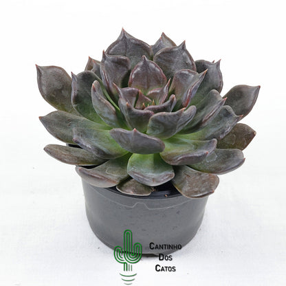 Echeveria 'Black Prince'