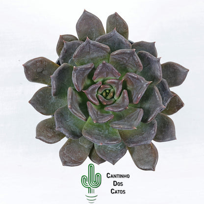 Echeveria 'Black Prince'