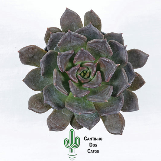 Echeveria 'Black Prince'