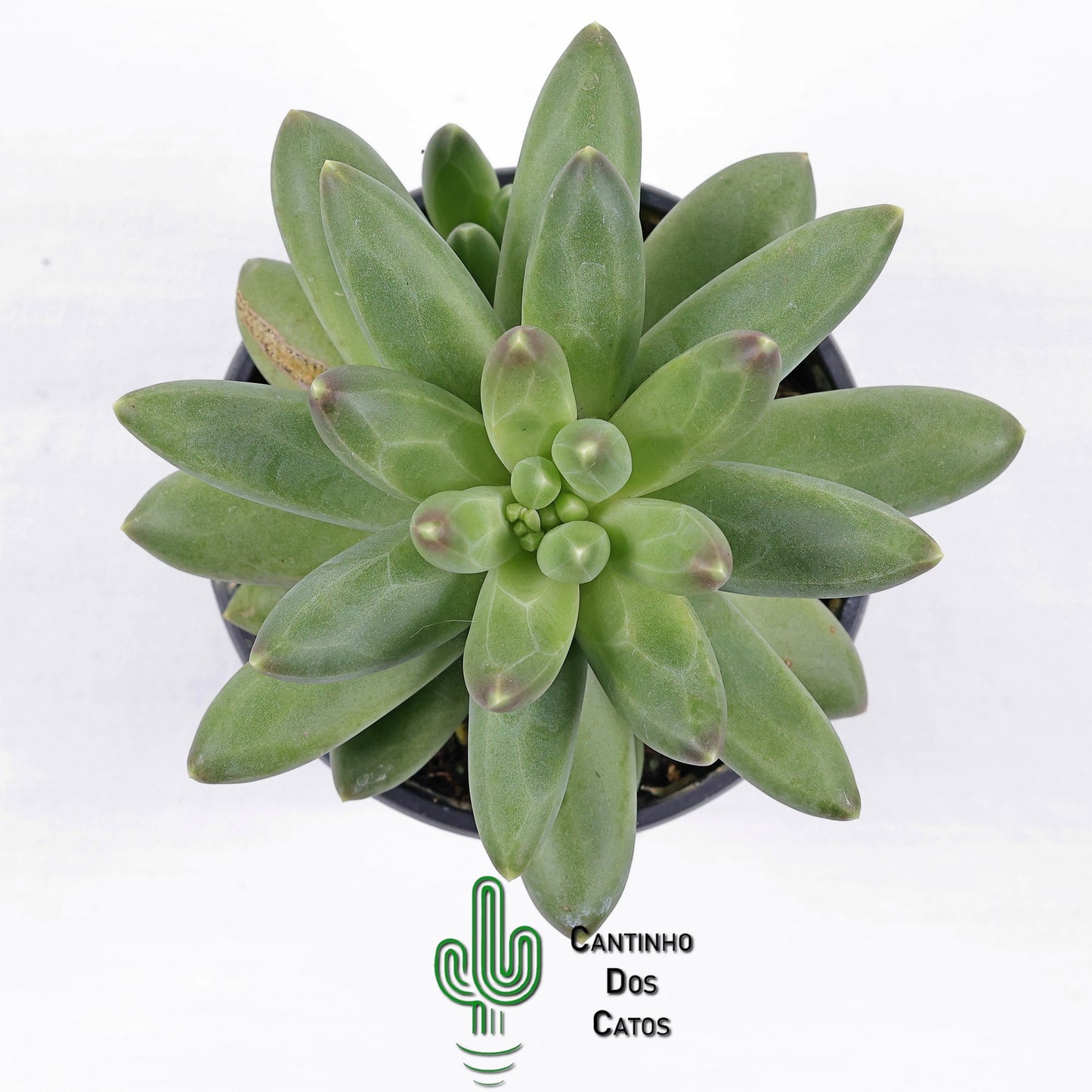 Pachyphytum Compactum