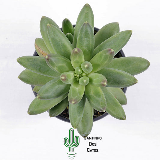 Pachyphytum Compactum