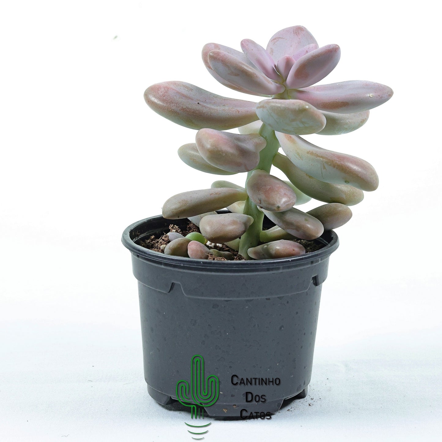 Pachyphytum Oviferum Pink