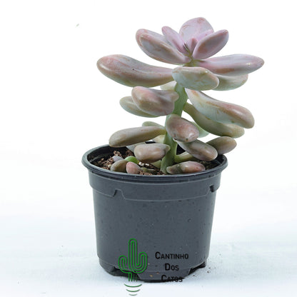 Pachyphytum Oviferum Pink