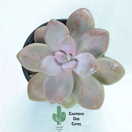 Pachyphytum Oviferum Pink