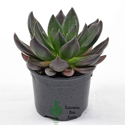 Echeveria Affinis